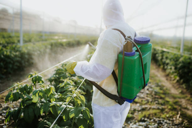 Best Mosquito Control Services  in Socastee, SC